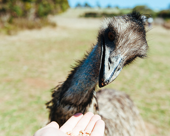 _aus7093jpg_33105814325_o