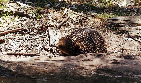 _aus6984jpg_33105769775_o