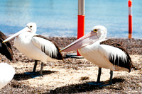 _aus6780jpg_33063801876_o