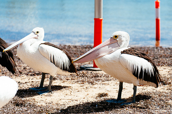 _aus6780jpg_33063801876_o