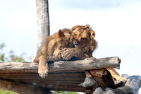 20190127 - Melbourne ZOO