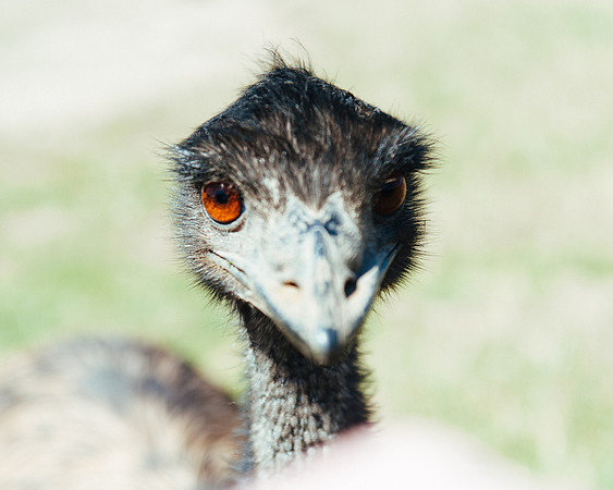 _aus7162jpg_32290477433_o