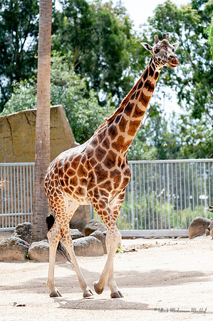 AUS_9721-2