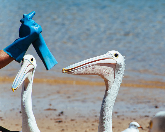 _aus6833jpg_32723245320_o