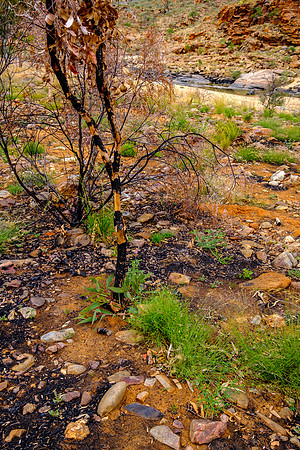 202309_WestMacDonnell_072