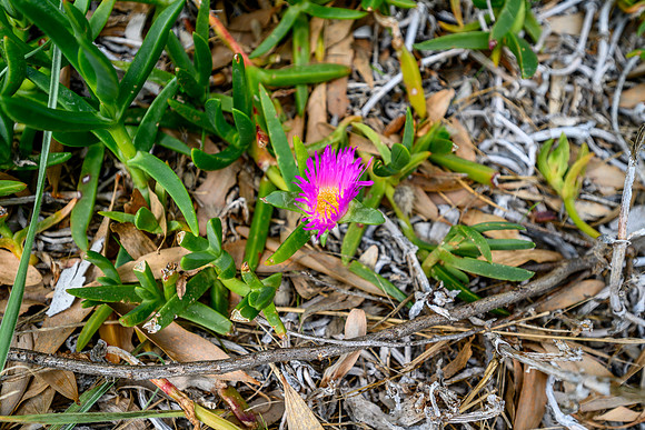 _DSC2019