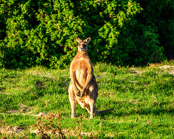 _DSC1550