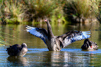 20210108_AlbertPark_057