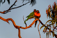 20210108_AlbertPark_868