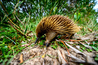202303 - Venus Bay (VIC)
