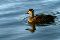 20210108_AlbertPark_514