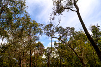 20201225 - Hike Mt. Dandenong