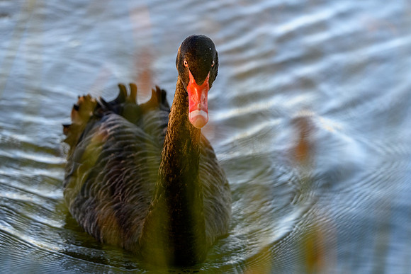 20210108_AlbertPark_600