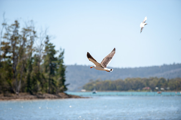 AUS_9067