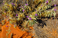 202309_PalmValley_008
