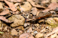 20201225_Hike-008