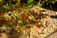 202309_WestMacDonnell_011