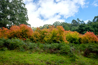 20210424_Arboretum-008