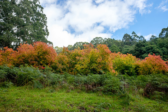 20210424_Arboretum-008