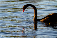 20210108_AlbertPark_616