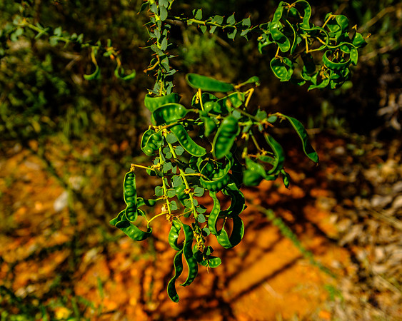 202309_WestMacDonnell_024