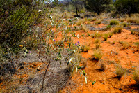 202309_PalmValley_015
