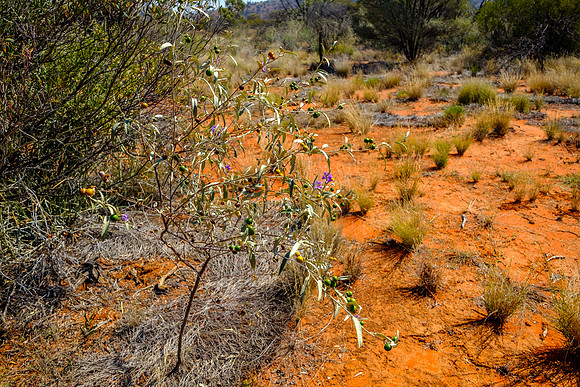 202309_PalmValley_015