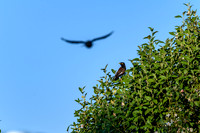 20210108_AlbertPark_537