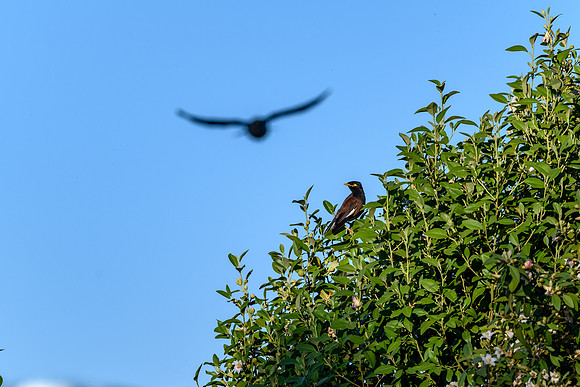 20210108_AlbertPark_537