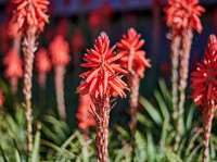 202008_NikonZ7_027