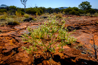 202309_PalmValley_016