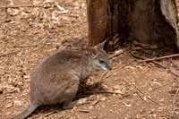 Phillip Island