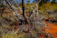 202309_PalmValley_017