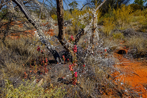 202309_PalmValley_017