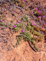 2023RC_Coober_to_Melbourne-009