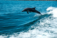 20190425 - Swim with dolphins