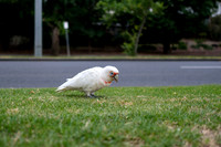 20201224_Melbourne-019
