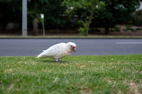 20201224_Melbourne-019