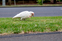 20201224_Melbourne-017