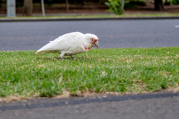 20201224_Melbourne-017