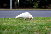 20201224_Melbourne-020