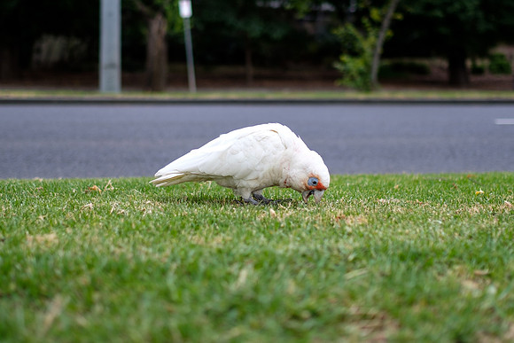 20201224_Melbourne-020