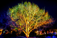 20190817 - Glow Winter Arts Festival - Malvern East