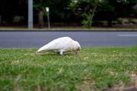 20201224_Melbourne-018
