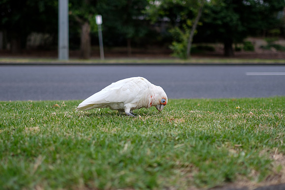 20201224_Melbourne-018