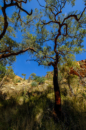 202309_WestMacDonnell_008