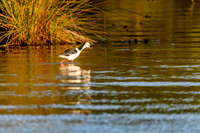 20210108_AlbertPark_640