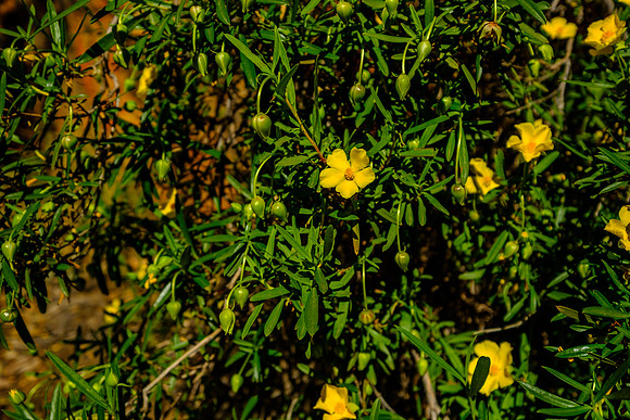 202309_WestMacDonnell_023