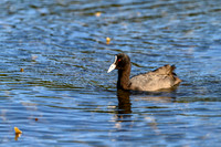 20210108_AlbertPark_277