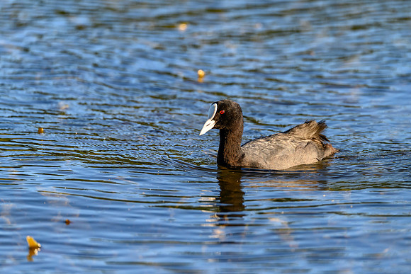 20210108_AlbertPark_277